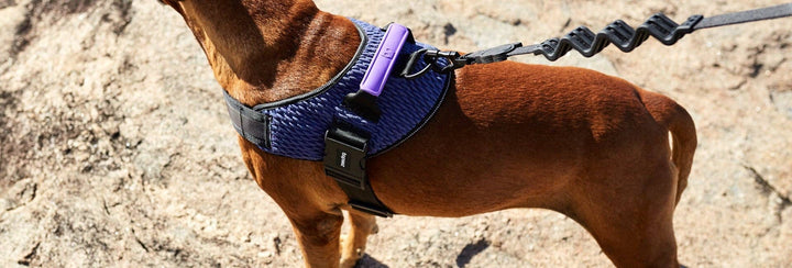 Zee.Dog - Wicked | FlyHarness: Size 1
