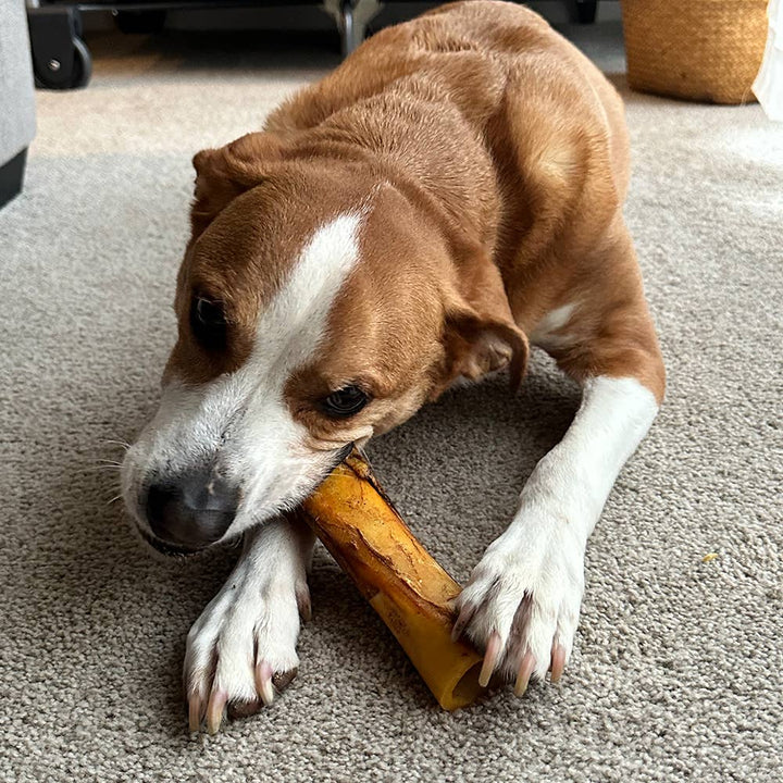 Poochie Butter - Beef Femur Bone with Real Peanut Butter: 5-6"