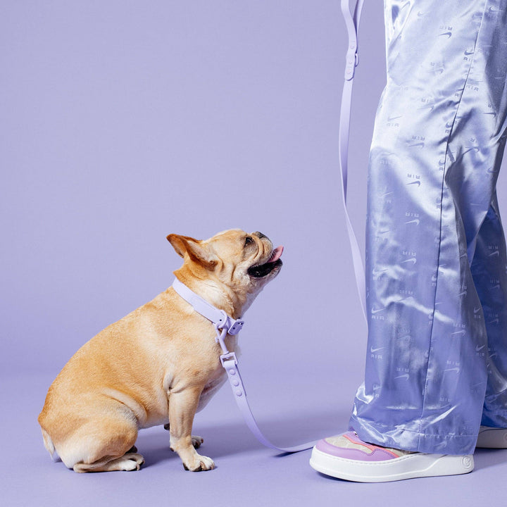 Frenchie - Frenchie Waterproof Leash - Violet: OS