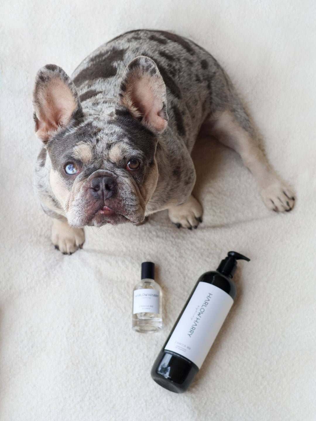 HARLOW HARRY - 2-in-1 Conditioning Dog Shampoo | L'hermitage 37: 500mL