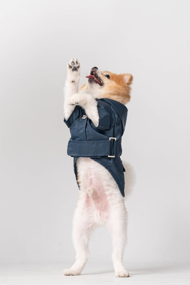 PEHOM - Raincoat - Blue: XL