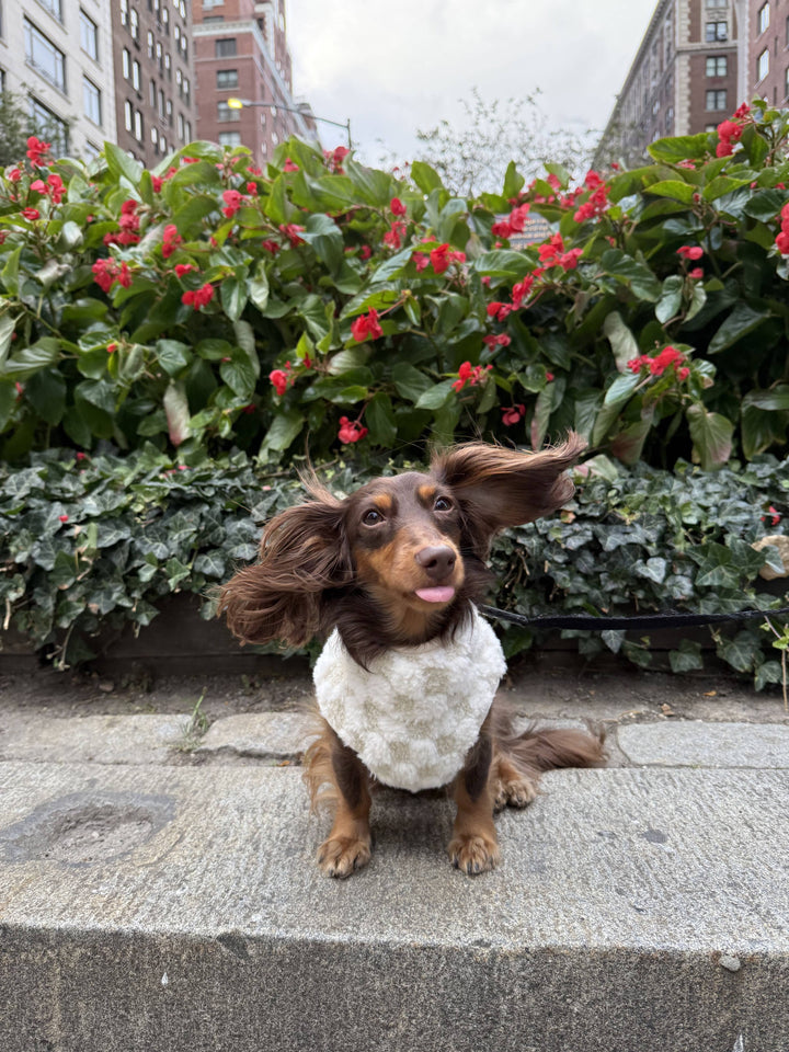 Lambwolf Collective - CROSBY//DOG CLOTHING//APPAREL: Cream / XL