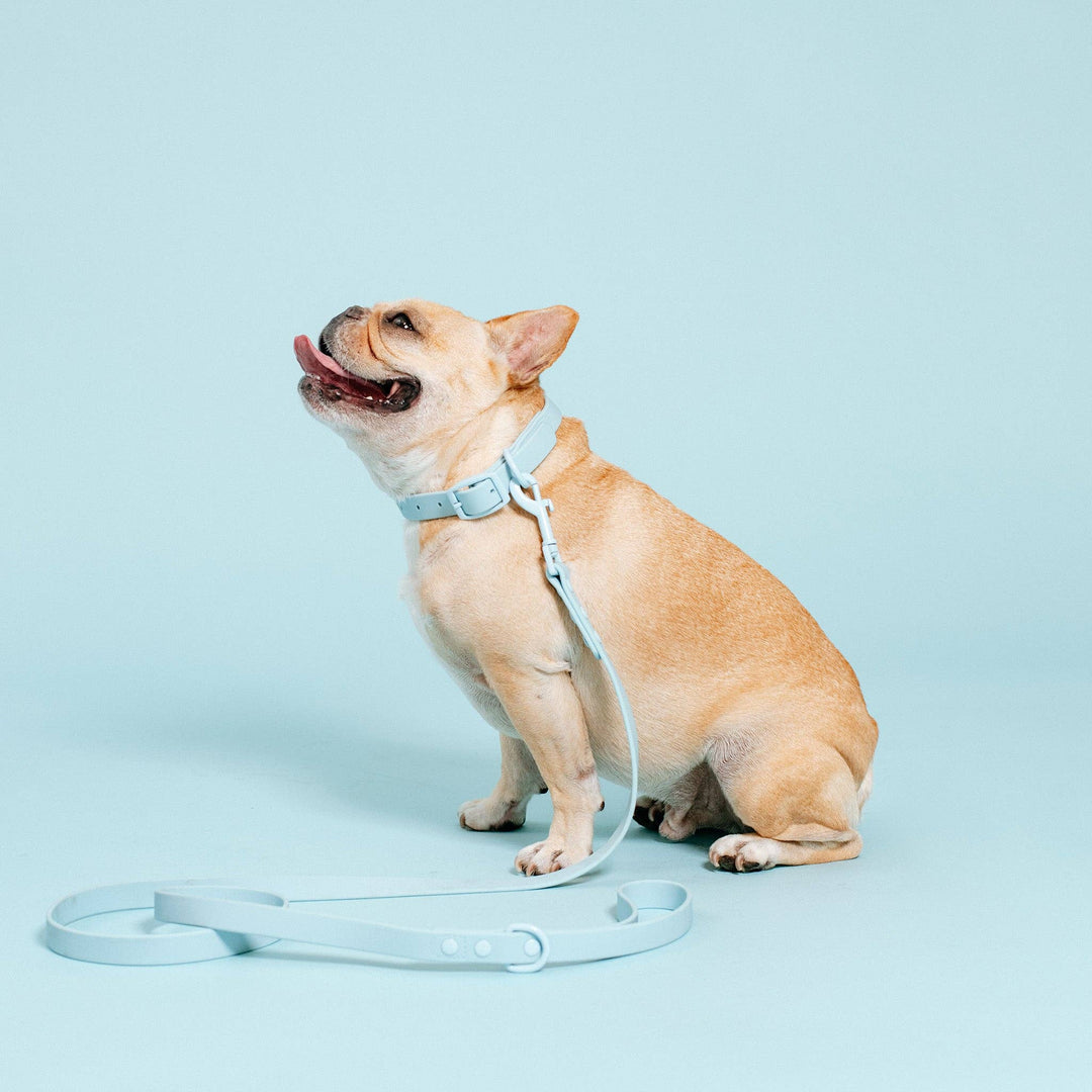 Frenchie - Frenchie Waterproof Collar - Ocean Blue: L