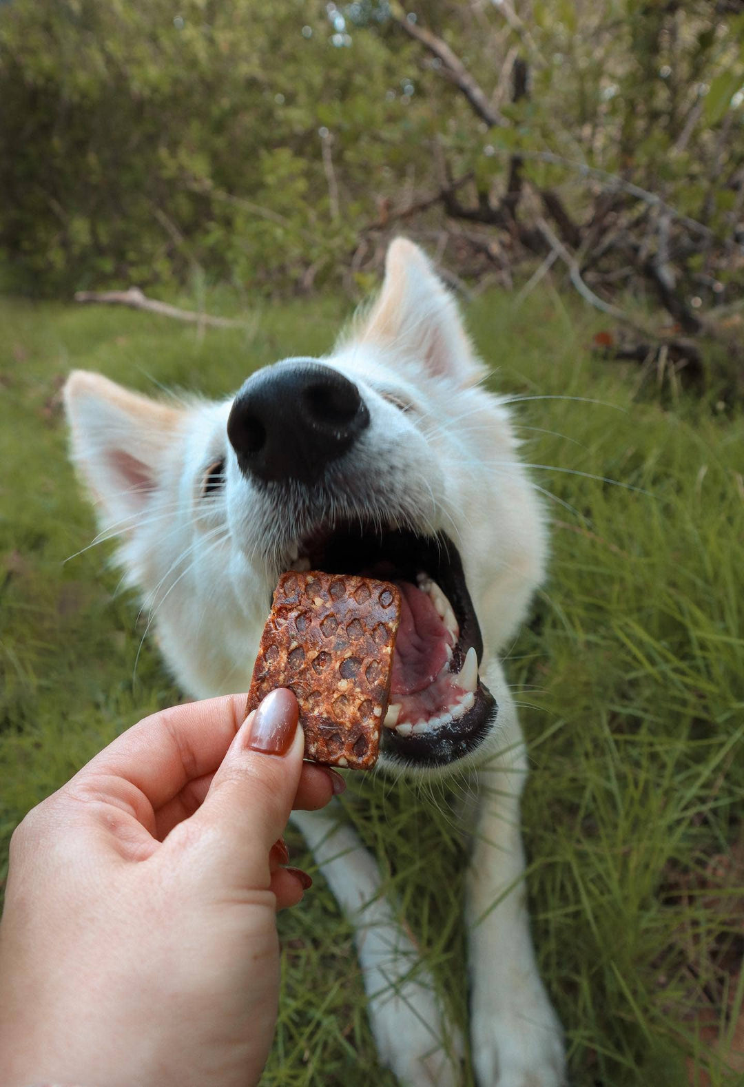 Plant Dog LLC - Longevity Bar Sample