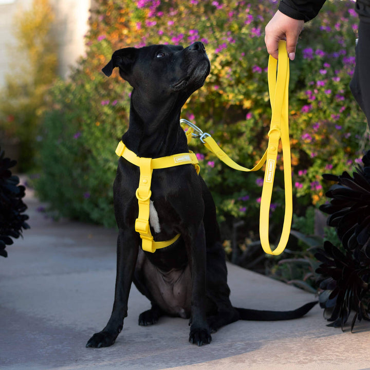 Canada Pooch - Waterproof Dog Harness (Yellow)