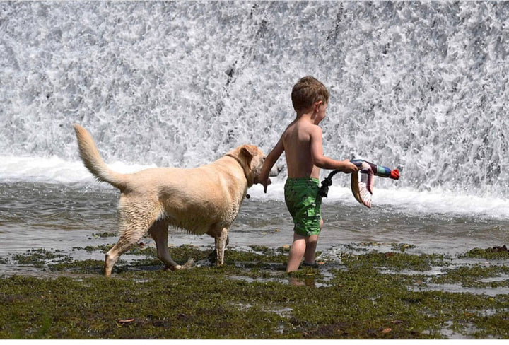 Spunky Pup - Fly & Fetch Launching Toys: Eagle