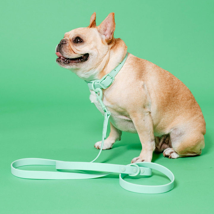 Frenchie - Frenchie Waterproof Leash - Mint Green: OS