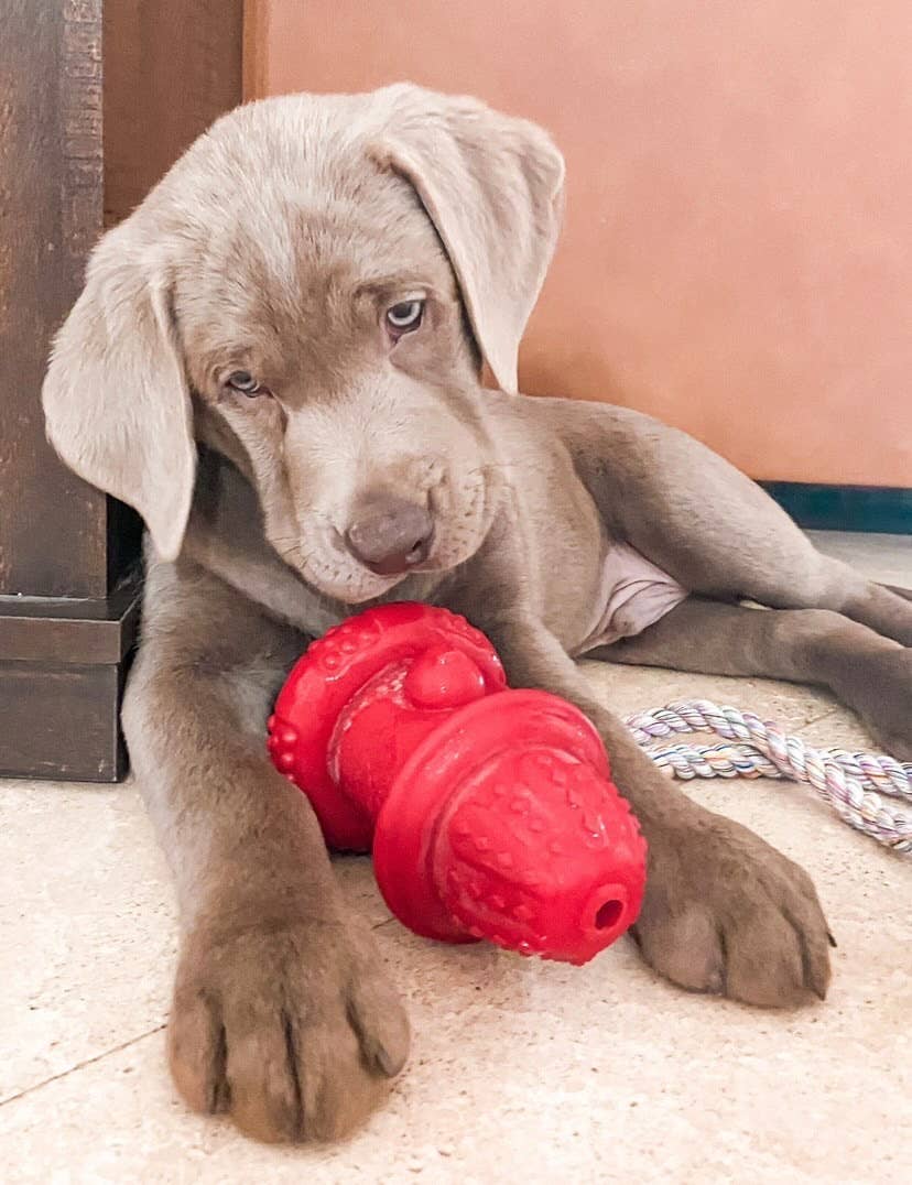 Spunky Pup - Double Wall Hydrant - Made in the USA: Large