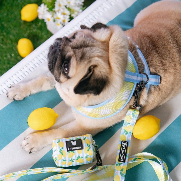 Frenchie - Frenchie Duo Reversible Harness - Lemon Tree: M