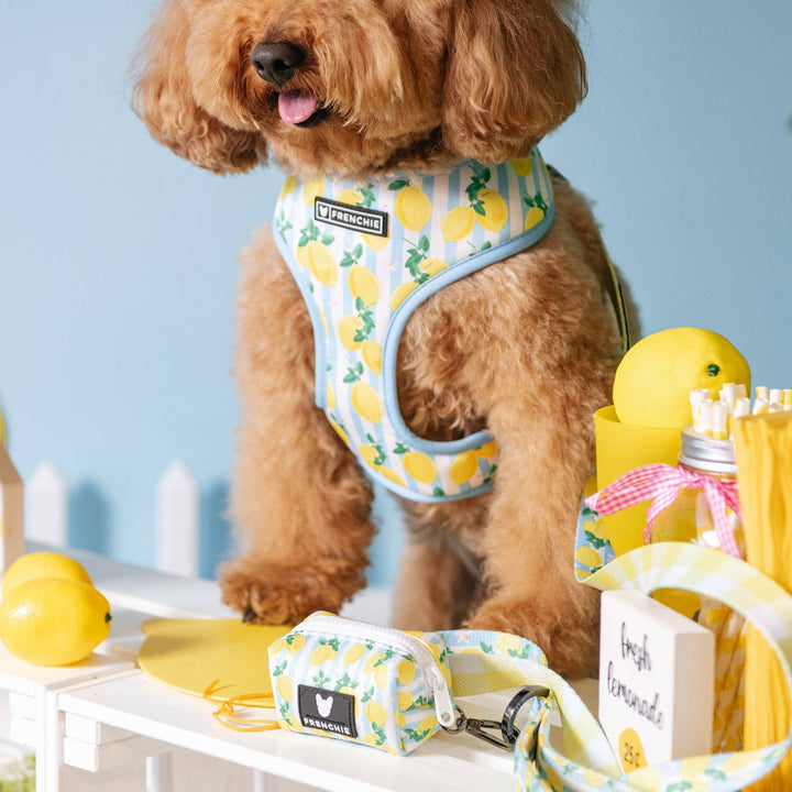 Frenchie - Frenchie Duo Reversible Harness - Lemon Tree: M