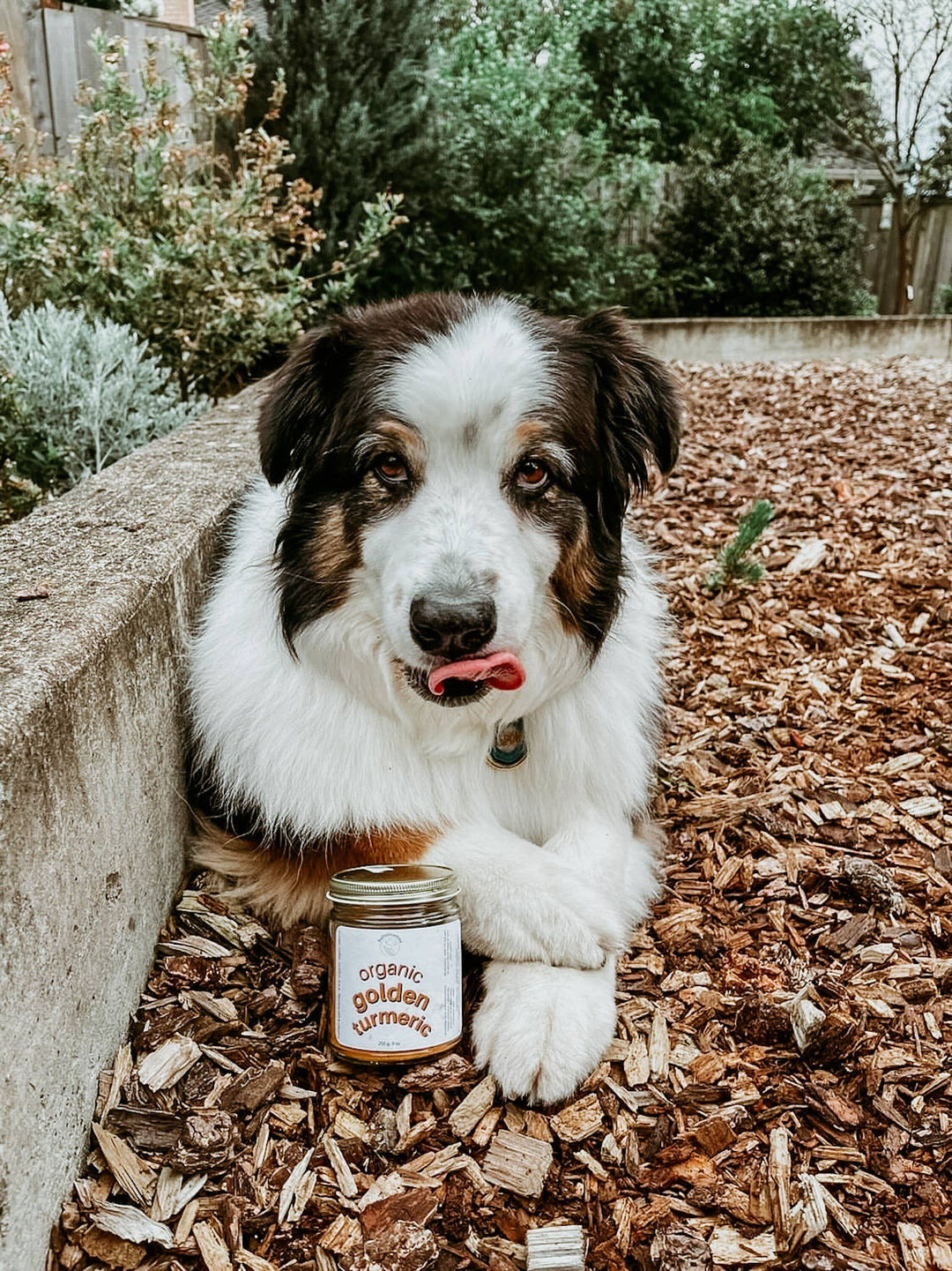 holisticanine - Organic Golden Turmeric Supplement