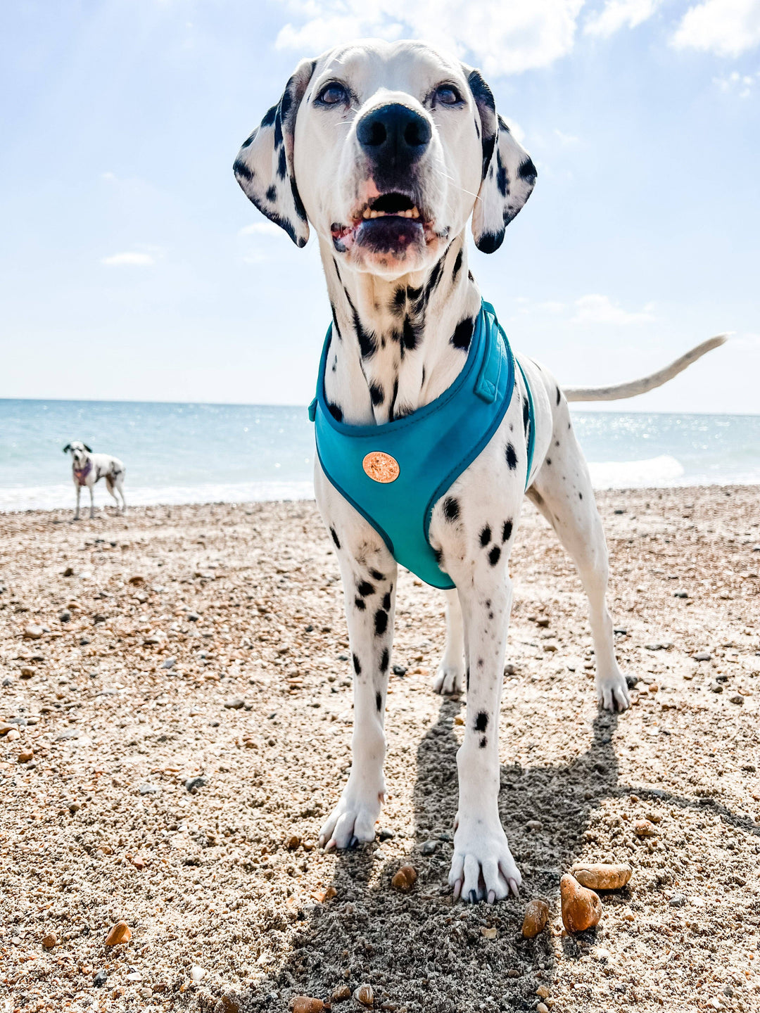 The Spotted Dog Company - Jade Velvet Harness: Medium