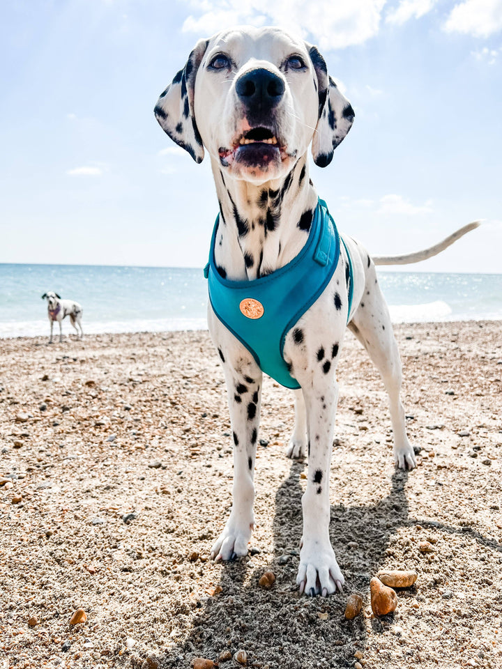The Spotted Dog Company - Jade Velvet Harness: Medium