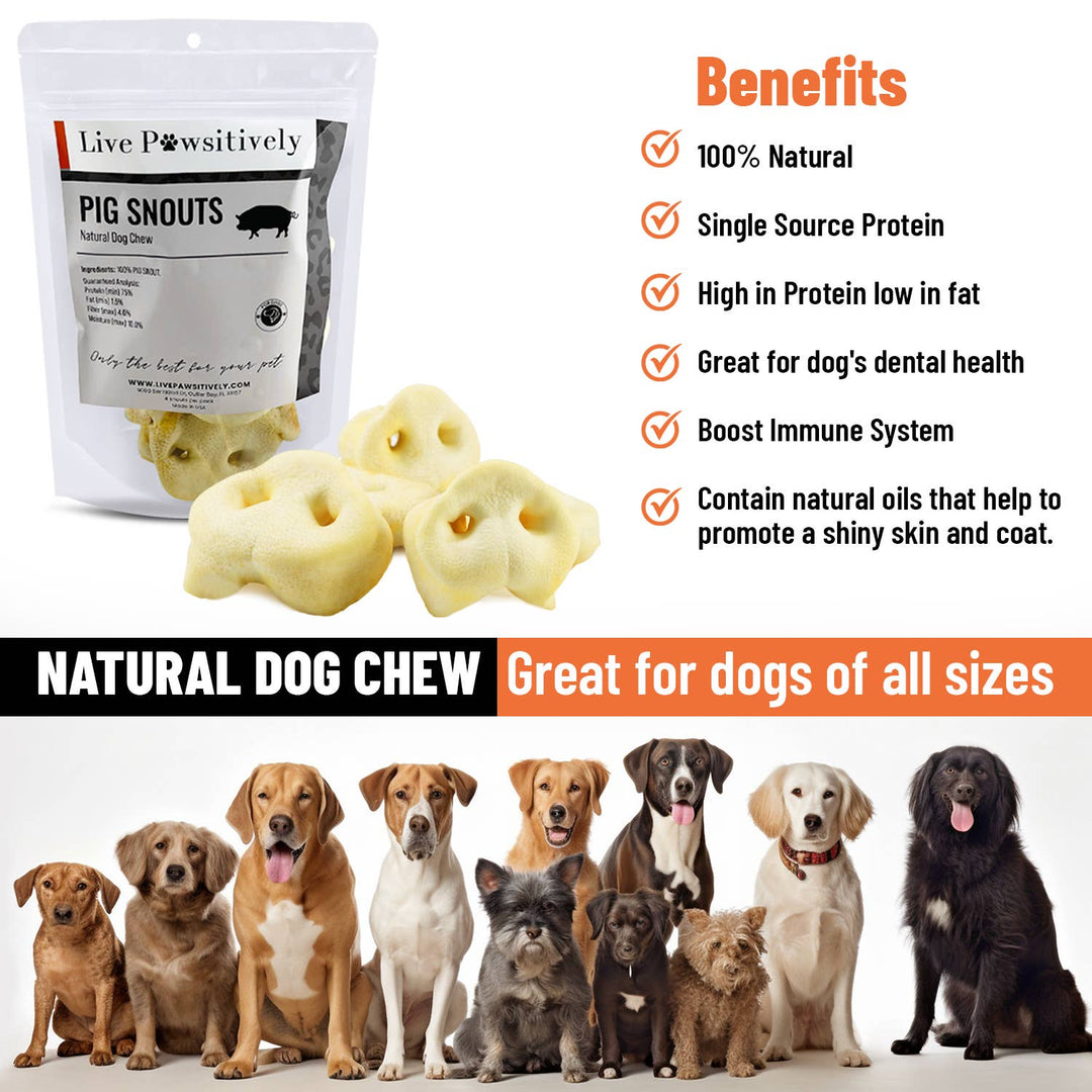 Live Pawsitive - Pig Snout 4 Pack - Natural dog chew 