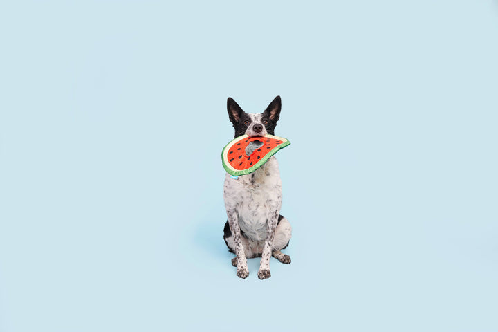 Pet Palette Distribution - BARK Slobbermelon Fetch