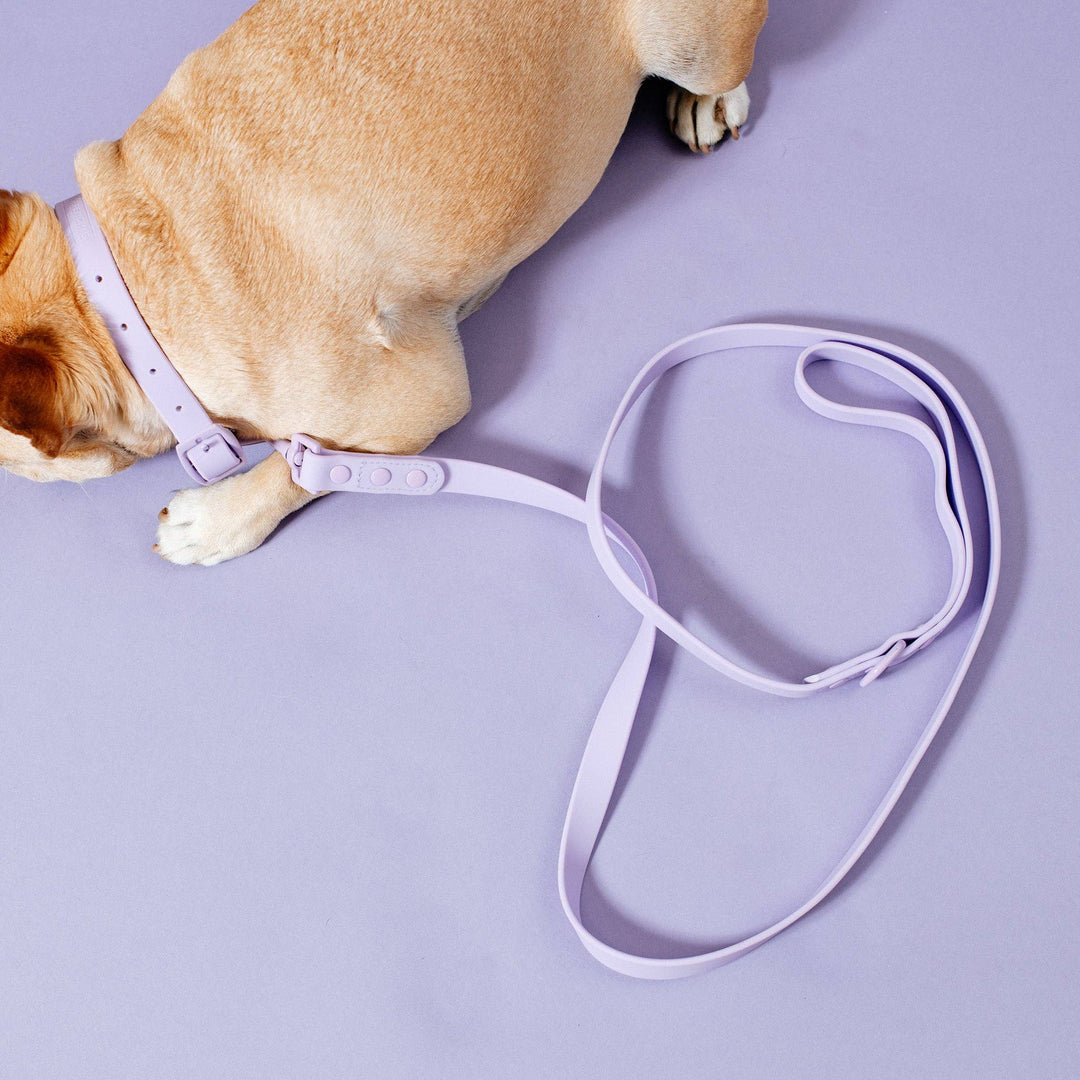 Frenchie - Frenchie Waterproof Leash - Violet: OS