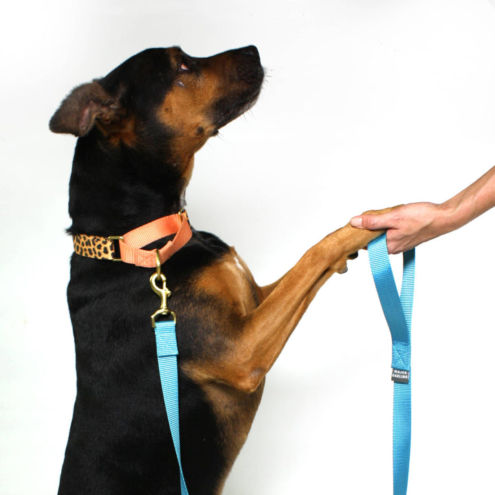 Major Darling - Leopard Print with Peach Martingale Collar: Medium