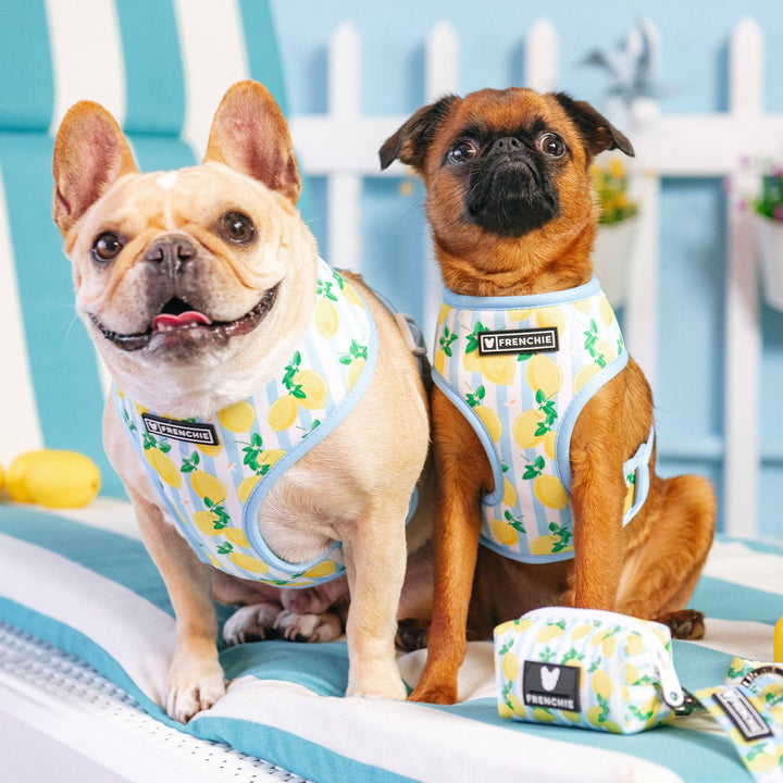 Frenchie - Frenchie Duo Reversible Harness - Lemon Tree: M