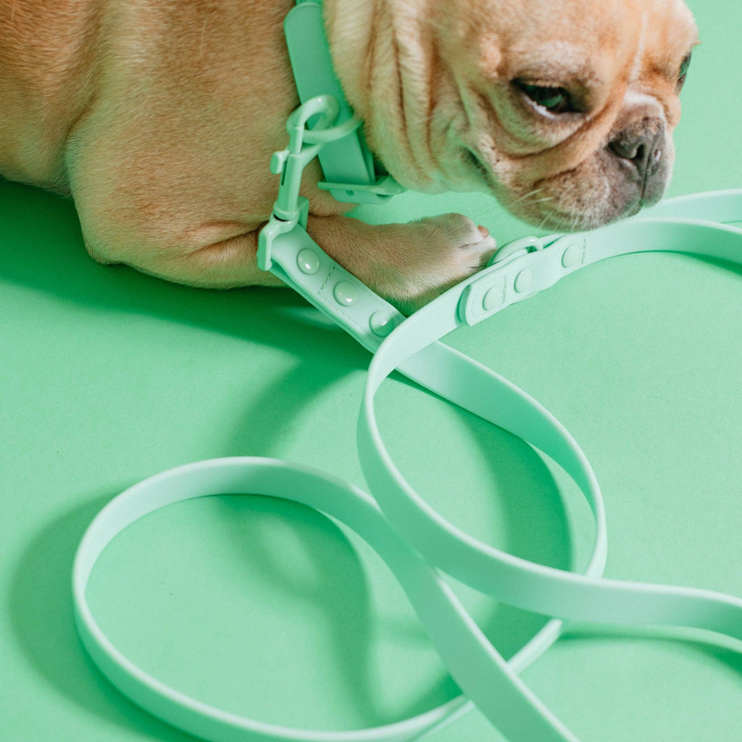 Frenchie - Frenchie Waterproof Leash - Mint Green: OS