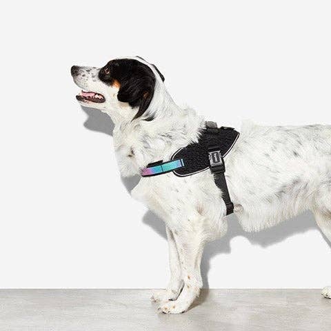 Zee.Dog - Gotham | FlyHarness: Size 4